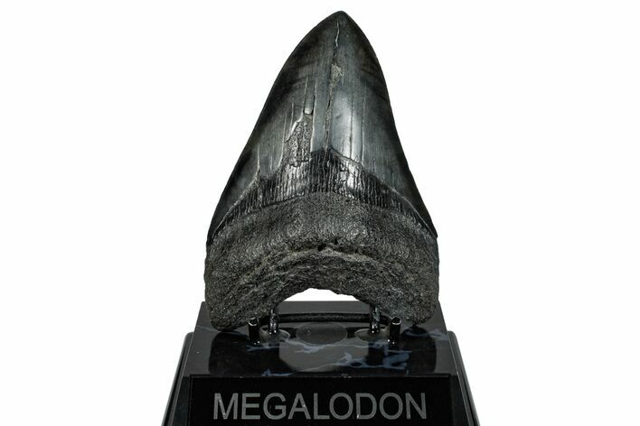 Fossil Megalodon Tooth - South Carolina #293904